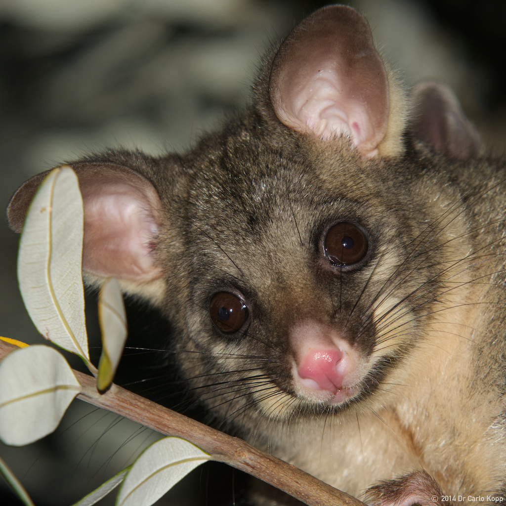 Australian Brushtail Possum