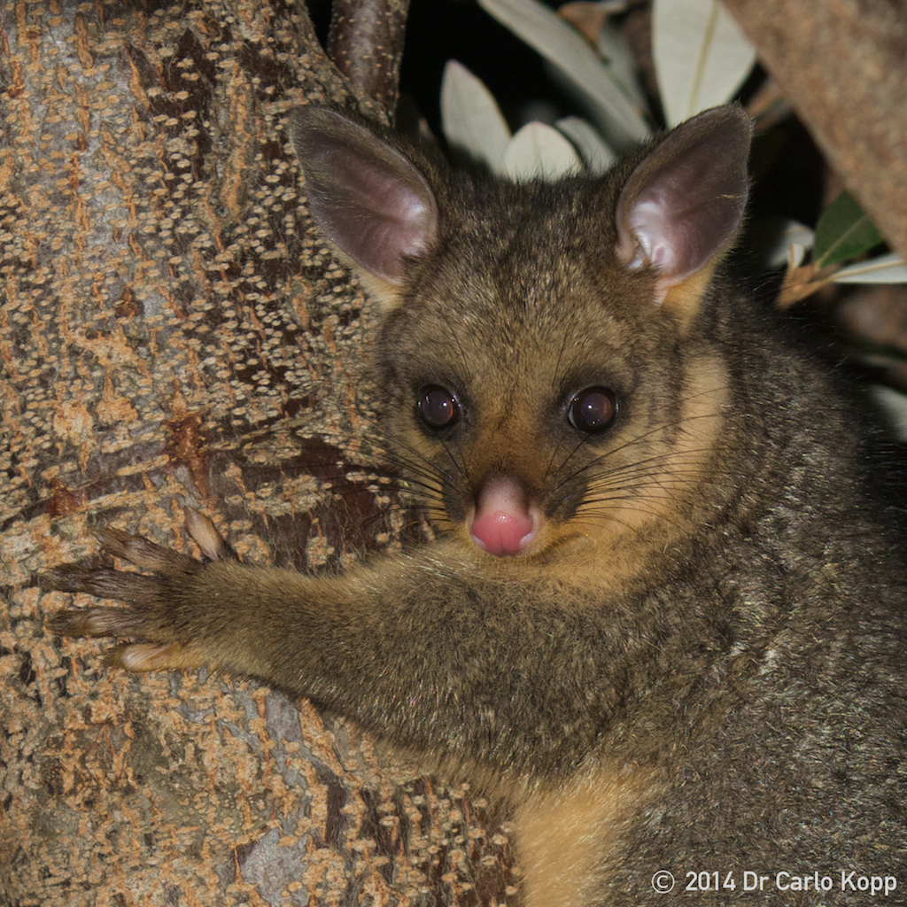 australian possum cute