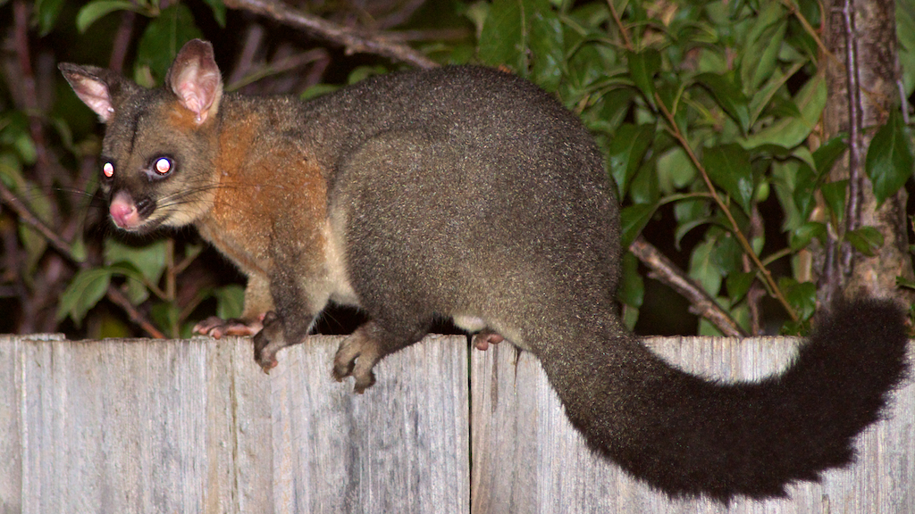 Australian Brushtail