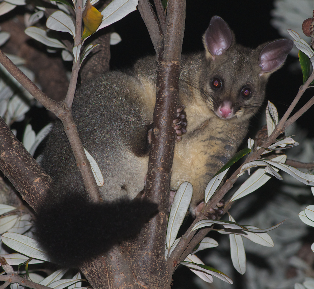 Possum tree Huge Snake