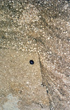 angular magmatic xenolith