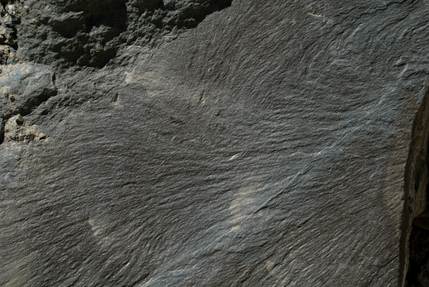 plumose structure