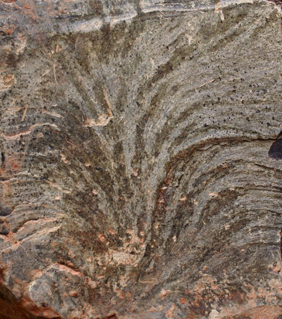plumose structure