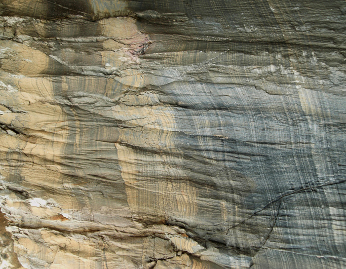 plumose structure