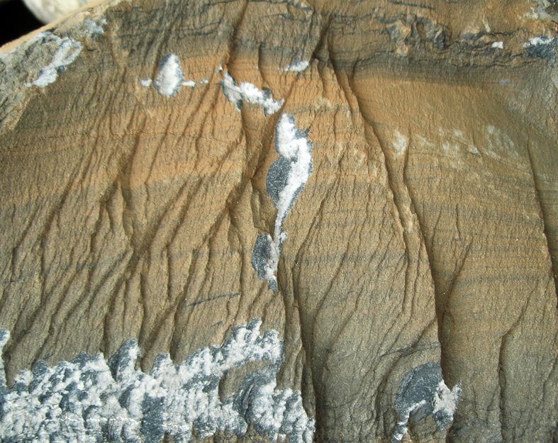 plumose structure