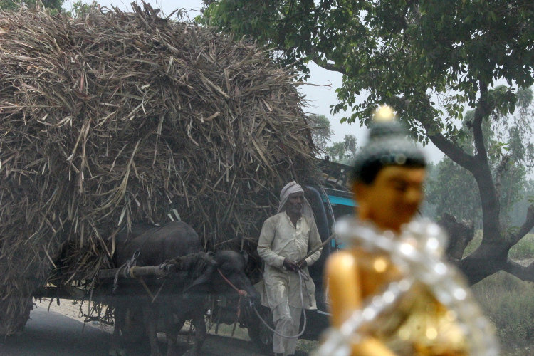 buffalo cart