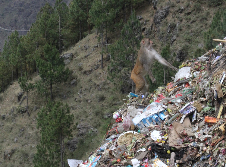 Monkey on rubbish tip