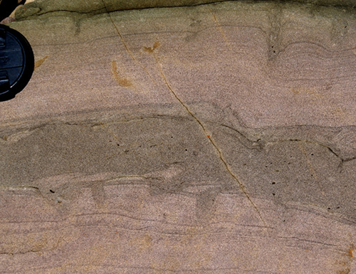 bioturbation