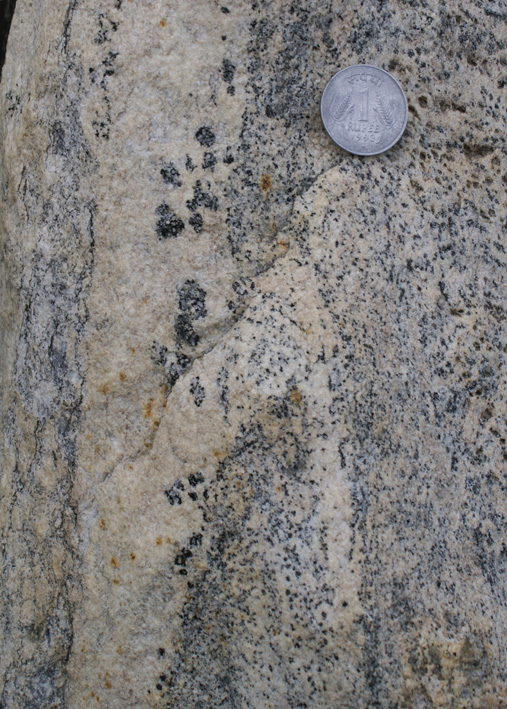 leucosome in amphibolite migmatite