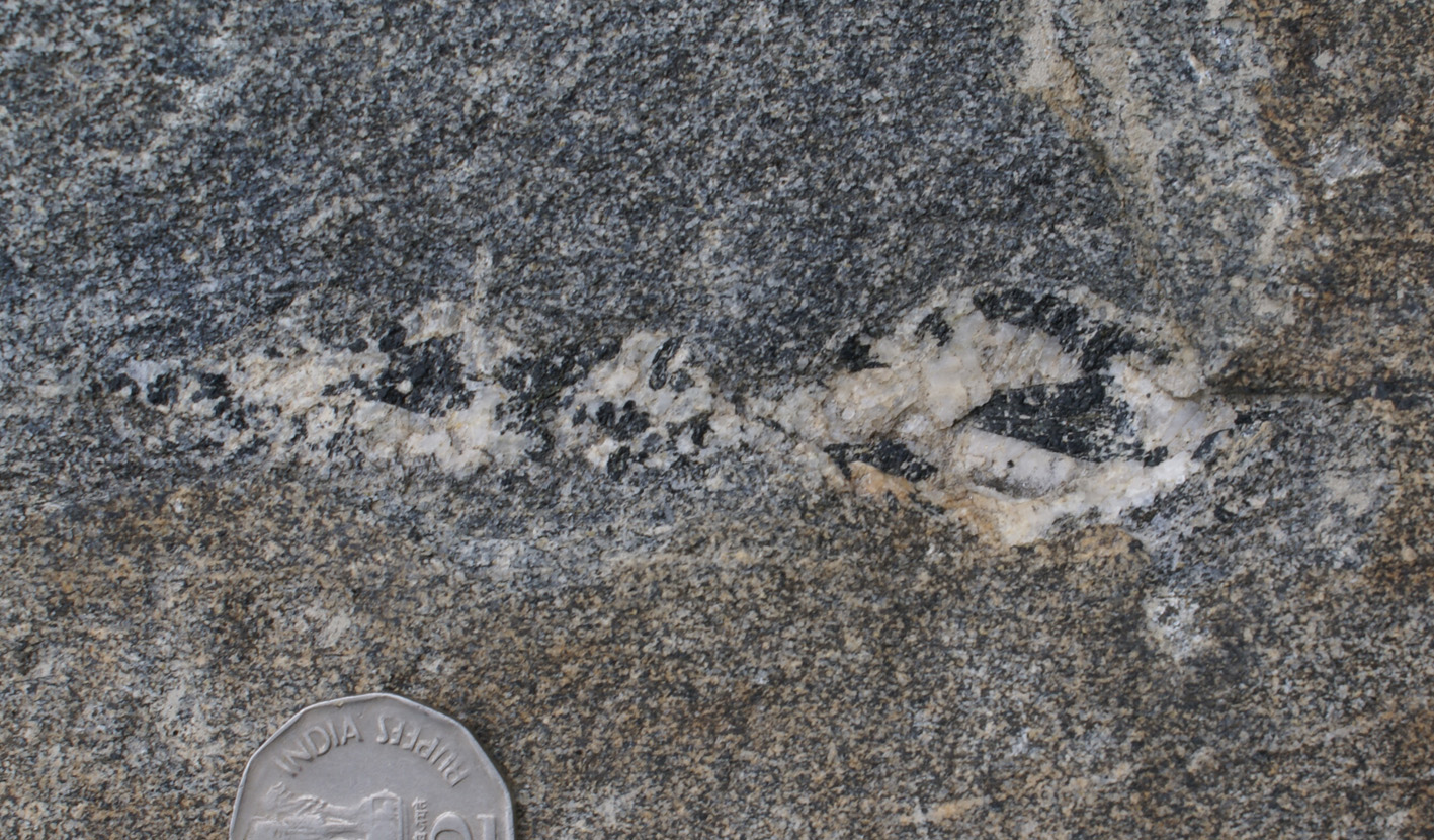 hornblende porphyroblasts in migmatite