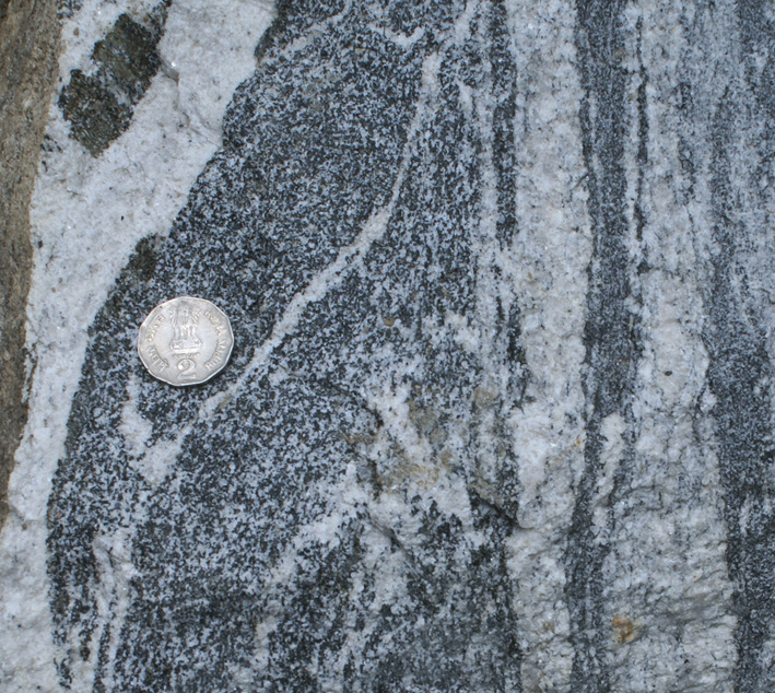 hornblende
porphyroblasts in migmatite