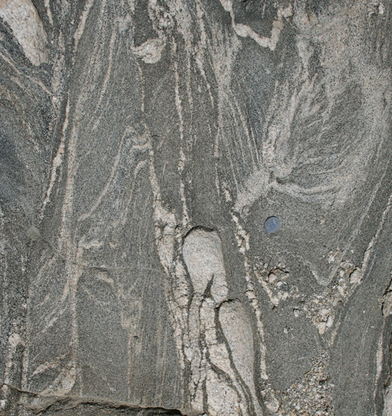 leucosome in amphibolite migmatite