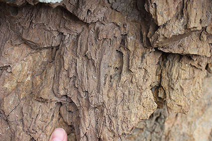 Lineation in tuff wall rock