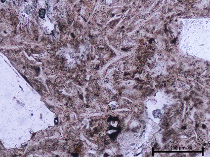 sheared trachyte lithic