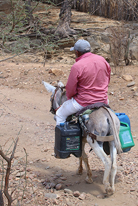 water with donkey