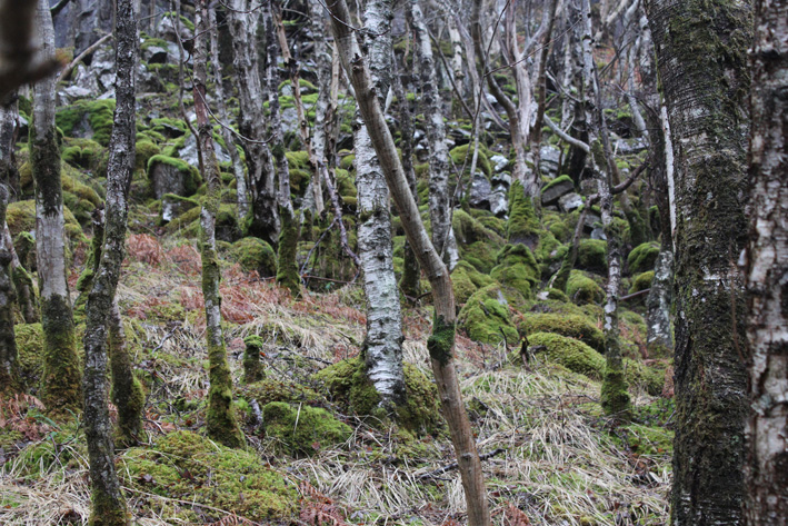 winter forest