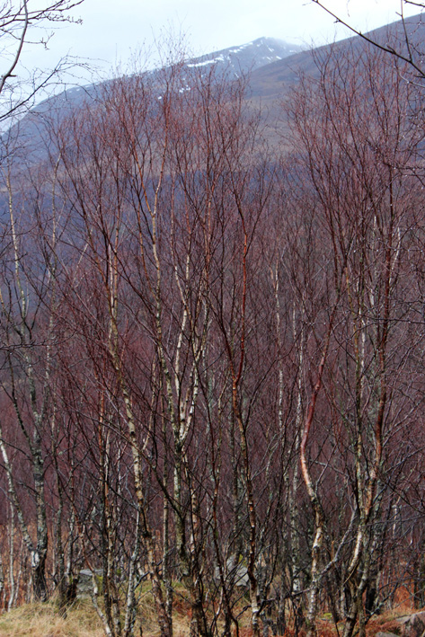 winter forest