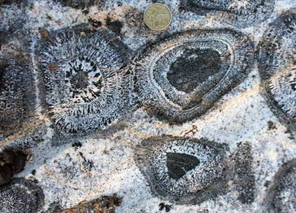 Orbicular granite