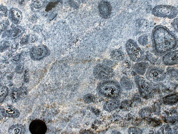 Orbicular granite