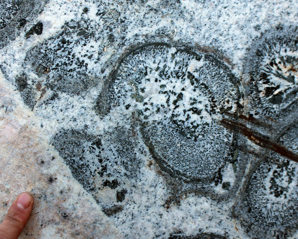 Orbicular granite