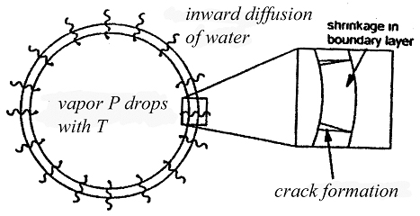 Ductile
fractures in vesicle walls 