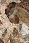 K-feldspar megacryst
aggregate