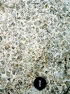 K-feldspar megacryst
aggregate