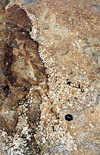 K-feldspar megacryst
aggregate