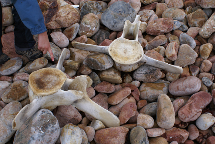 whale bones with scale