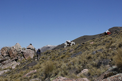 Trekking with donkeys