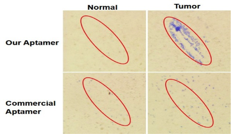 tumor-targetting DNA aptamer